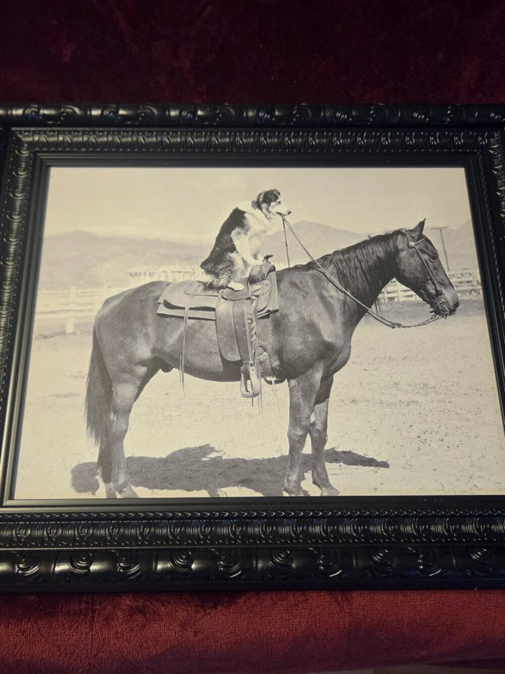 saddle up depicts dog sitting on a horse framed print no glass fun pic